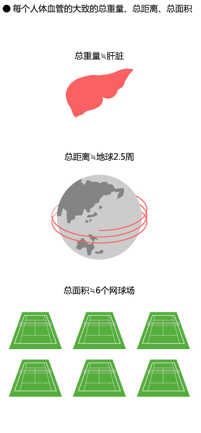 每个人体血管的大致的总重量、总距离、总面积