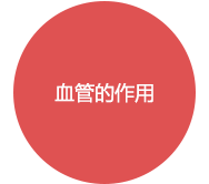 血管的作用