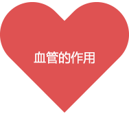 血管的作用